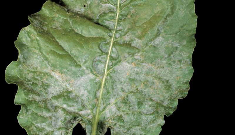 Powdery Mildew - Beet